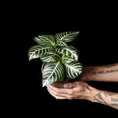 Aphelandra squarrosa en internet
