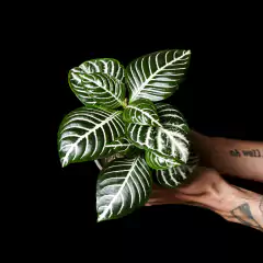 Aphelandra squarrosa