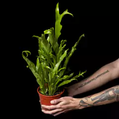 Helecho - Asplenium sp.