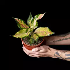 Aglaonema sp. Rainbow Dash