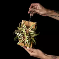 Mix Cryptanthus spp - Montado en madera