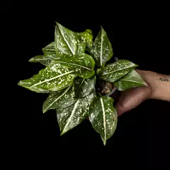 Aglaonema costatum