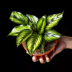 Calathea Beauty Star - comprar online