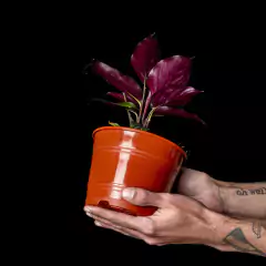 Calathea Beauty Star en internet