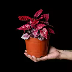 Begonia rex 2 - comprar online