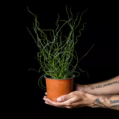 Juncus effusus Spiralis