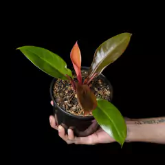 Philodendron Prince of Orange en internet