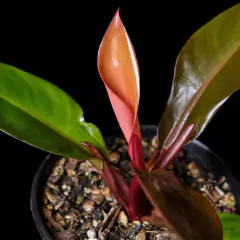 Philodendron Prince of Orange - comprar online
