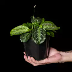 Maranta leuconeura cf. Black Maranta - comprar online
