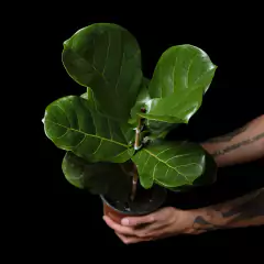 Ficus lyrata - Pandurata en internet