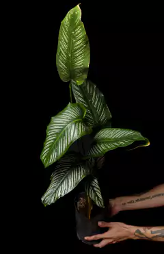 Goeppertia (Calathea) ornata - XL