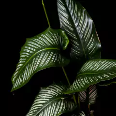 Goeppertia (Calathea) ornata - XL - comprar online