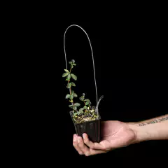 Peperomia verticillata con tutor - comprar online