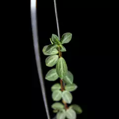 Peperomia verticillata con tutor en internet