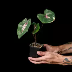 Caladium sp. - Diseño C