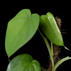 Syngonium cf. chiapense - Grande - Plantas Kolog