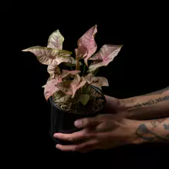 Syngonium podophyllum Pink - comprar online