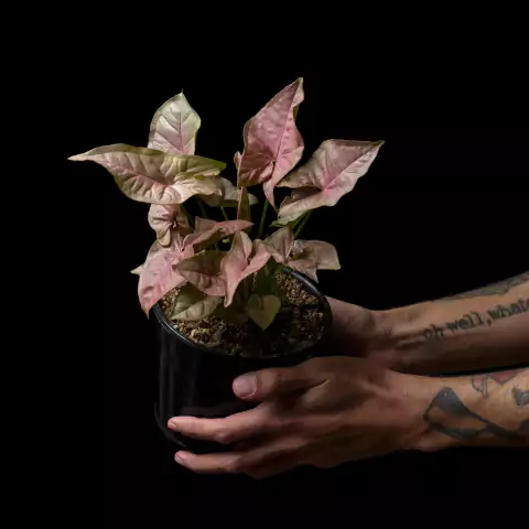 Syngonium podophyllum Pink - comprar online