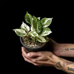 Epipremnum aureum N' Joy - Potus en internet