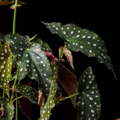 Jumbo - Begonia maculata Wightii en internet