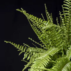 Helecho Boston - Grande - comprar online