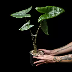 Alocasia zebrina