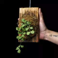 Hoya kanyakumariana - Marco Madera Colgante