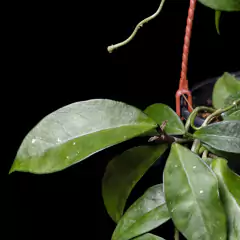 Hoya carnosa verde - Grande en internet
