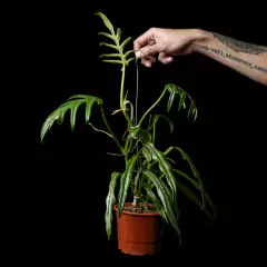 Philodendron elegans c/ tutor - Colgante en internet