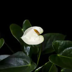 Anthurium andreanum - Blanco - Mediano - comprar online