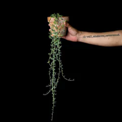 Curio x peregrinus - Plantas Kolog