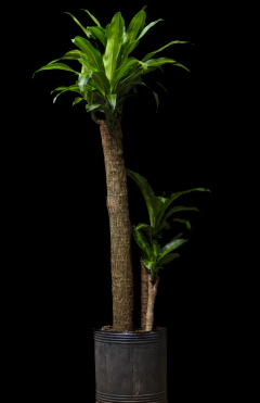 Dracaena fragrans Palo de Agua - Gigante - comprar online