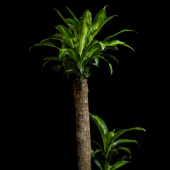 Dracaena fragrans Palo de Agua - Gigante