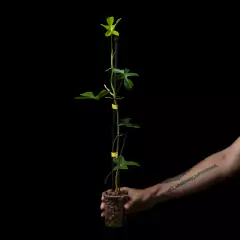 Philodendron Florida con tutor - Semihydro - Plantas Kolog