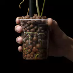 Philodendron Florida con tutor - Semihydro - comprar online