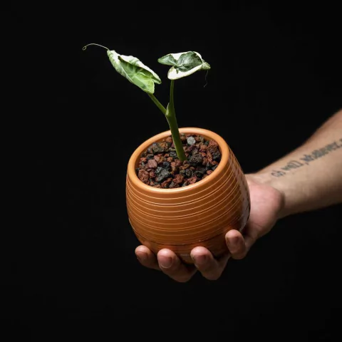 Xanthosoma Mickey Mouse - Semi-Hydro