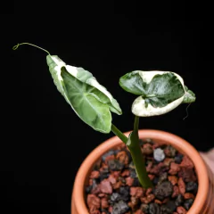 Xanthosoma Mickey Mouse - Semi-Hydro - comprar online