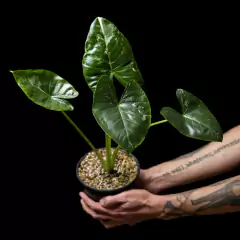 Alocasia macrorrhiza variegata - Sustrato Convencional en internet