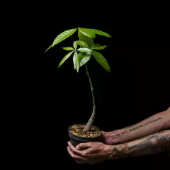 Pachira aquatica en internet