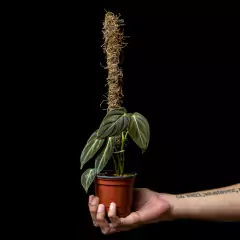 Philodendron melanochrysum c/ tutor