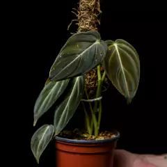 Philodendron melanochrysum c/ tutor - comprar online