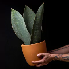 Jumbo Dracaena masoniana