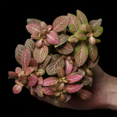 Fittonia sp. Salmon - comprar online