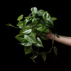 Philodendron cordatum verde