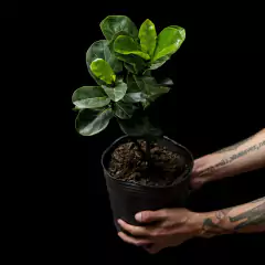 Ficus lyrata Bambino - comprar online