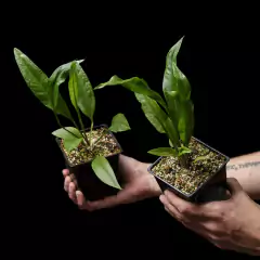 Baby Anthurium plowmanii
