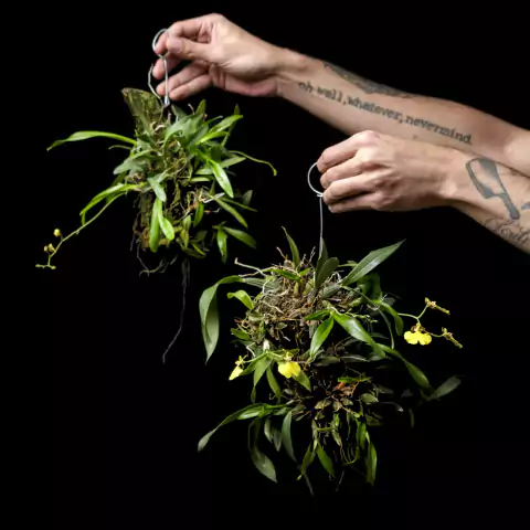 Gomesa bifolia - Orquídea Patito