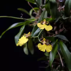 Gomesa bifolia - Orquídea Patito - Plantas Kolog
