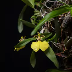 Gomesa bifolia - Orquídea Patito - comprar online