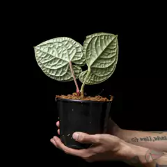 Anthurium luxurians - comprar online